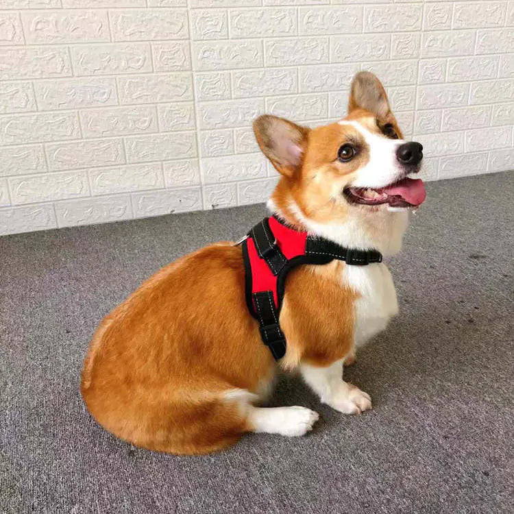 Compact Canine Adventure Resistant Vest