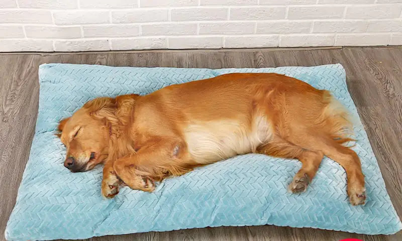 Long Warm Plush Dog Bed - Washable