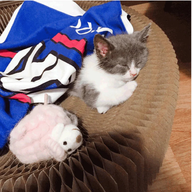 Eco Cat Scratching Toy Multiple Formats